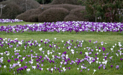 Naklejka premium Purple and white crocuses in the grass. Photographed in springtime at a garden in Wisley near Woking in Surrey UK.