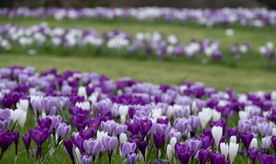 Obraz premium Purple and white crocuses in the grass. Photographed in springtime at a garden in Wisley near Woking in Surrey UK.