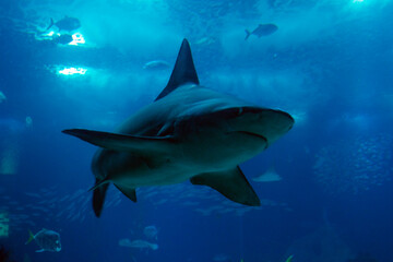 Shark tank, underwater predator. Scary shark. Ocean top predators. 