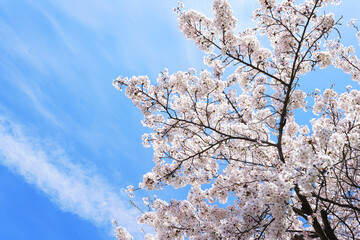 満開の桜の花 