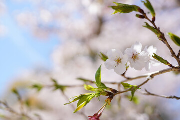 桜の花 