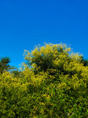 Obraz premium trees in the park