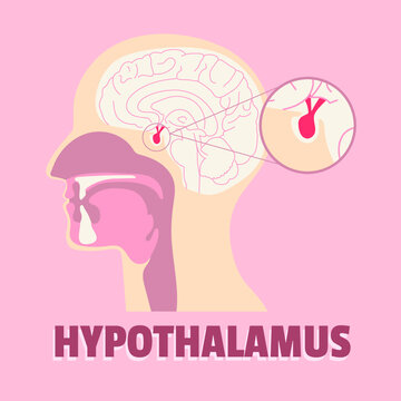 Illustrative concept of hypothalamus, hypothalamus system vector, neural system vector