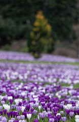 Purple and white crocuses in the grass. Photographed in springtime at a garden in Wisley near Woking in Surrey UK.