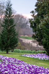 Fototapeta premium Purple and white crocuses in the grass. Photographed in springtime at a garden in Wisley near Woking in Surrey UK.