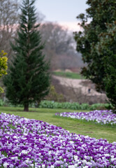 Purple and white crocuses in the grass. Photographed in springtime at a garden in Wisley near Woking in Surrey UK.