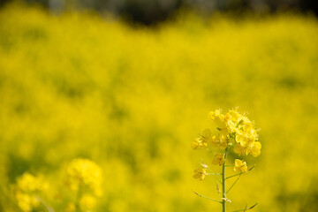 Obraz premium 菜の花