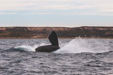 Southern Right whale (Eubalaena Australis)