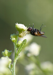 Aranha Heteropoda venatoria disfarçada predando uma mosca