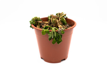 A withered flower in a pot on a gray background. Indoor flower has dried up in a pot. Chrysanthemum