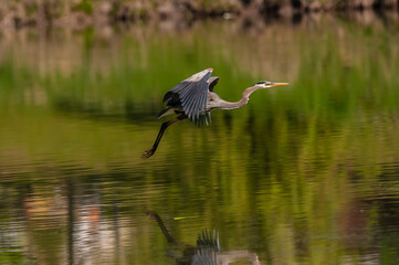 Great blue heron (Ardea herodias) in flightg