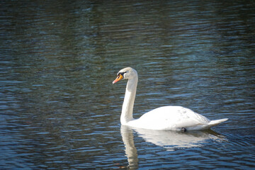 Fototapeta premium White swan swimming on water