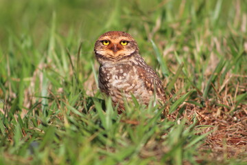Owl, 
little owl