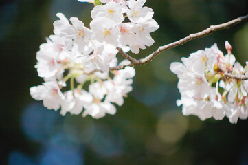 桜の花のクローズアップ	