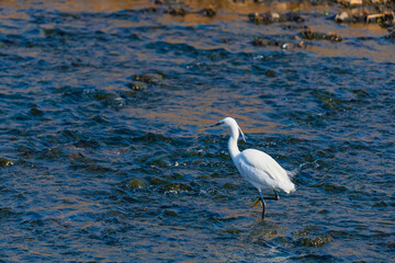 하천에서 사냥감을 찾아 걷고 있는 쇠백로