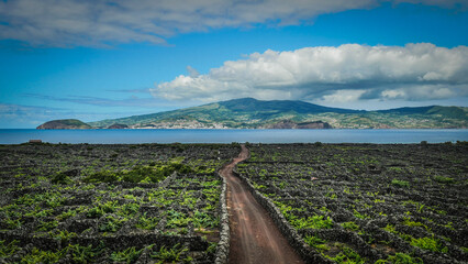 Vigne Pico Açores