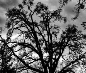 A black and white winter image of an oak tree with mistletoe, silhouette against a dramatic sky