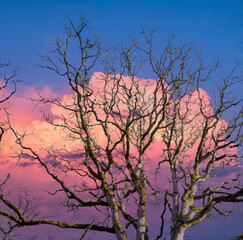 A winter image of an oak tree against a sunset sky with puffy clouds
