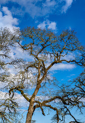 A winter image of an oak tree against a blue sky with puffy clouds