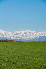 Fototapeta premium 春の緑の牧草畑と残雪の山並み 十勝岳 