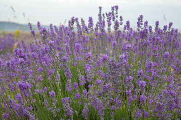 Naklejka premium A large lavender bush and a bee on a flower