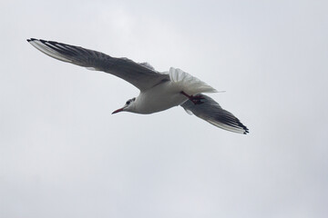 seagull flying in the sky