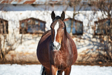 Portrait of a bay mare with a white stripe and a blue eye against a stable on a sunny winter day