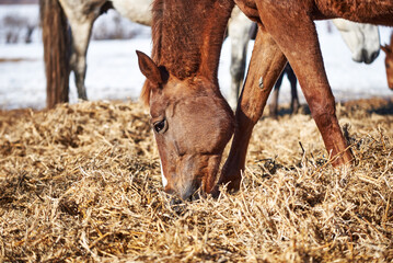 Portrait of a chestnut horse eating straw in the herd on a sunny winter day. Close-up of horse...