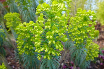 Euphorbia cyparissias (Cypress Spurge, Graveyard Weed) grows best in dry, well-drained soils in full sun.