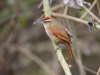 Pallid Spinetail - Cranioleuca pallida – arredio pálido
