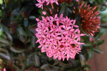  flor rosada de Ixora