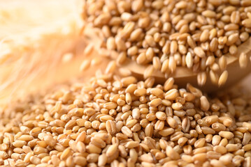 Whole wheat grain, Food ingredients - obrazy, fototapety, plakaty