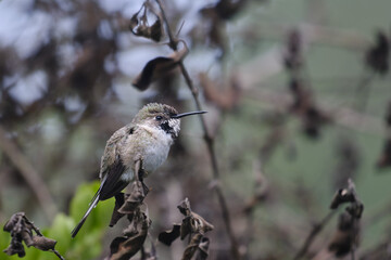 Peruvian Sheartail (Thaumastura cora), solitary young male perched on some branches.