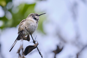 Peruvian Sheartail (Thaumastura cora), solitary young male perched on some branches.