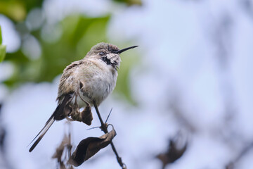 Peruvian Sheartail (Thaumastura cora), solitary young male perched on some branches.