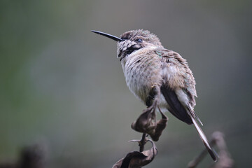 Peruvian Sheartail (Thaumastura cora), solitary young male perched on some branches.