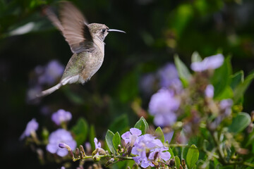 Peruvian Sheartail (Thaumastura cora), solitary young male flying and sipping nectar from flowers.