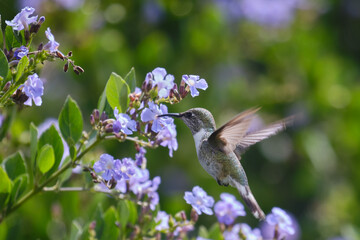 Peruvian Sheartail (Thaumastura cora), solitary young male flying and sipping nectar from flowers.