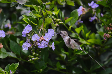 Peruvian Sheartail (Thaumastura cora), solitary young male flying and sipping nectar from flowers.