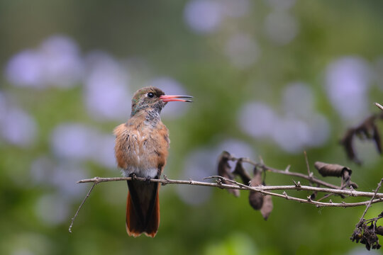 Amazilis Hummingbird (Amazilia amazilia), perched on a quiet branch doing its stretches.