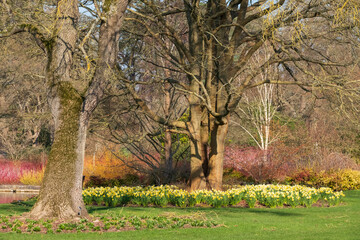 Bright orange and yellow stems of dogwood and salix growing around the lake at Wisley, Surrey UK. Daffodils grow in the grass under a large tree. Photographed in springtime.
