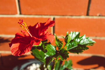 close-up of red hibiscus plant with flower in pot outdoor in sunny backyard