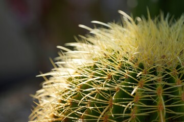 光を浴びて輝くサボテンのトゲ