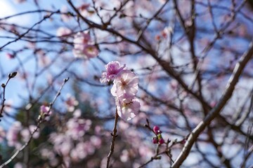 木漏れ日浴びて輝く満開の十月桜＠淡路島、兵庫