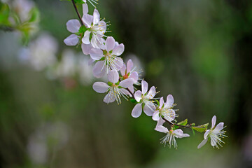 In full bloom in the peach blossom