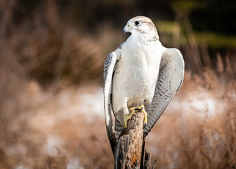  Arctic Gyrfalcon is perching on a pole.