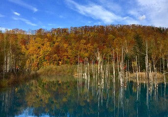 美瑛青池の紅葉