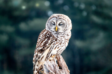 Close up image of a barred owl, in the wild, perched on a tree limb