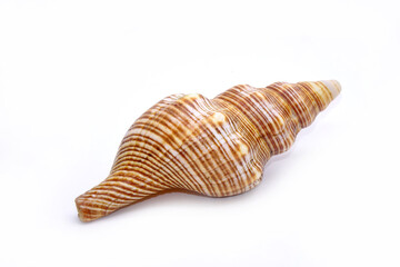 Seashell isolated on white background. Sea shell