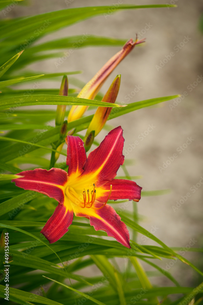 Sticker Red flower with a yellow center of daylily.